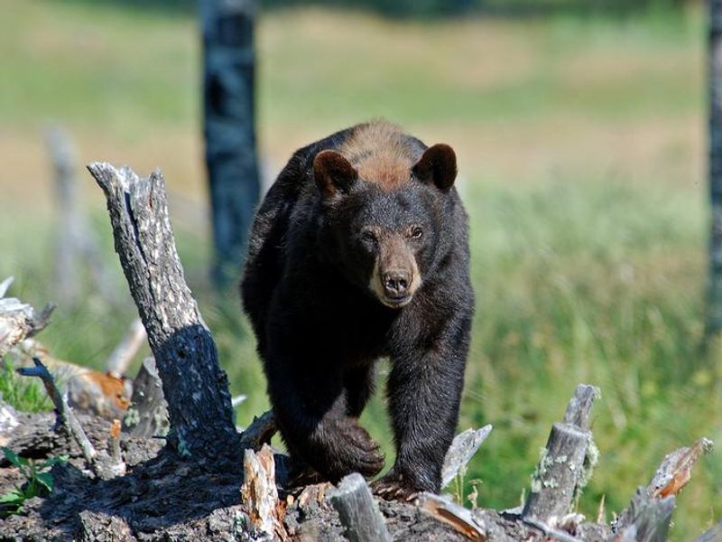 Bears are found within Bandelier National Monument. Sightings are uncommon, but at times during the year, they will venture into developed areas of the park in search of food.  A bear box for food storage is provided at each campsite in Juniper Family Campground. Campers are required to secure all food and scented items while camping. Remember: Keep wildlife wild!