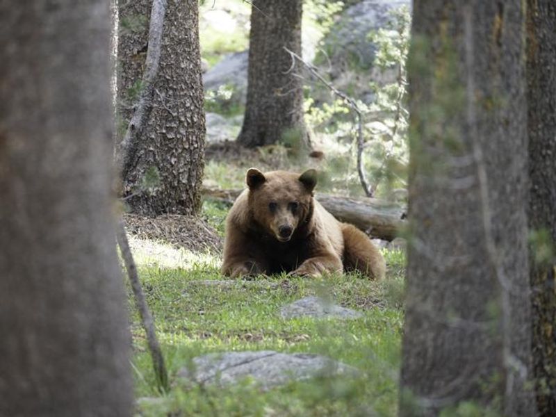 Very large, blond bear lying on the ground looking toward the camera