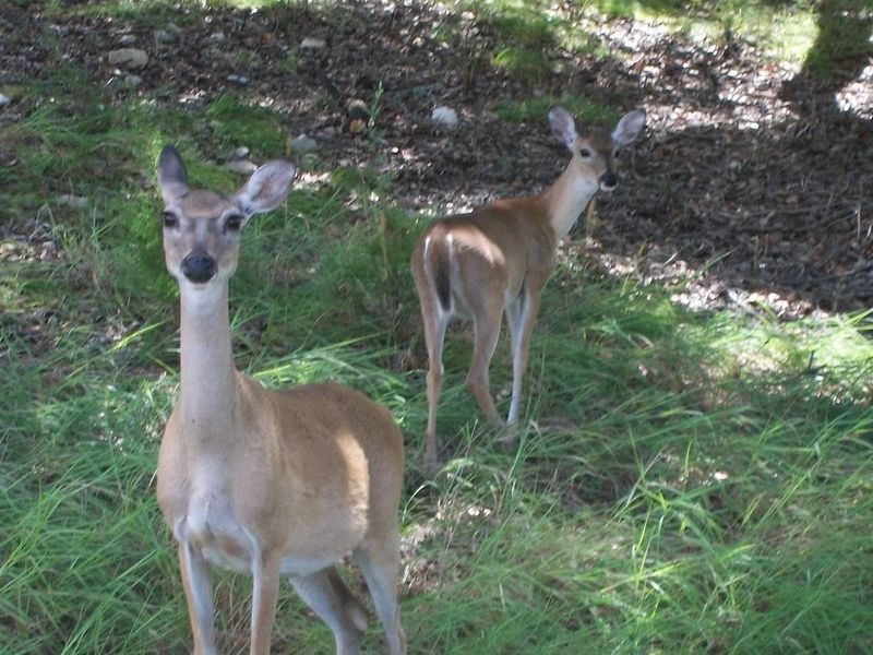 Local White Tail deer which roam the region and park