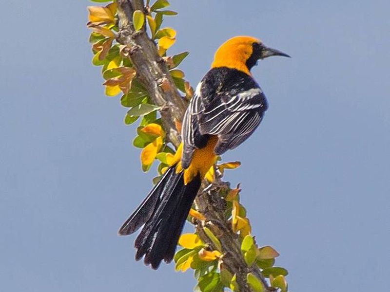 Birding is a Popular Activity at Chiricahua