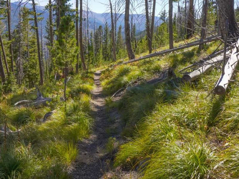 Trail view to the lookout