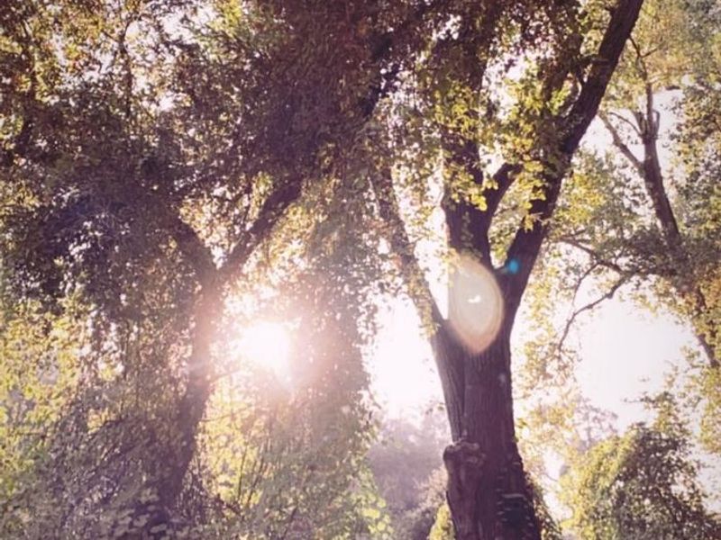 Gorgeous views of cottonwood trees along the Stanislaus River at Valley Oak Recreation Area