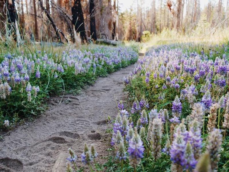 Purple lupines and footprints along a trail