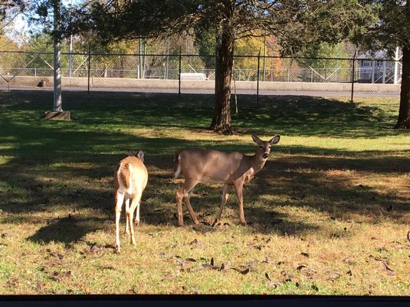 Kendall campground resident deer