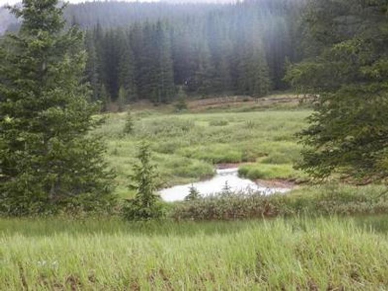 Grassy meadow with creek