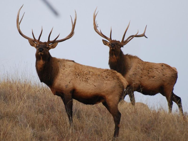 A pair of Rocky Mountain Bull Elk