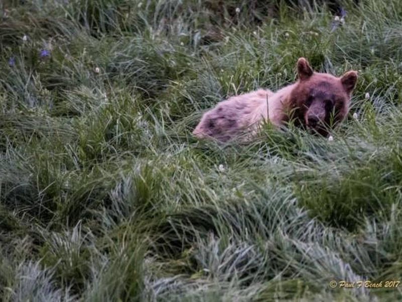 Bear in Meadow by Bridalveil Creek campground.