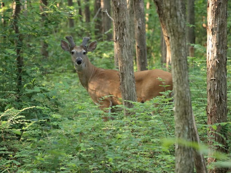 Anderson Road Campground- Wildlife 