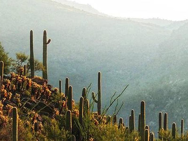 Rincon Mountains, Saguaro Wilderness