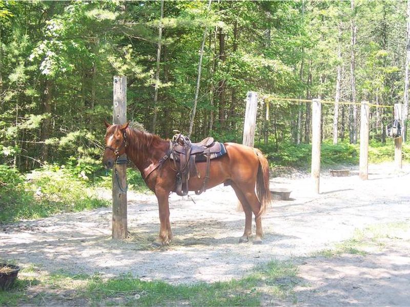 Horse camping availability at Swan Lake