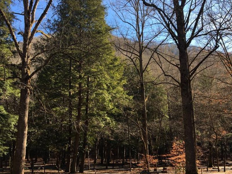 The D-Loop of Smokemont is known for its large pull-thru sites and ample amount of shade provided by beautiful, mature trees. 