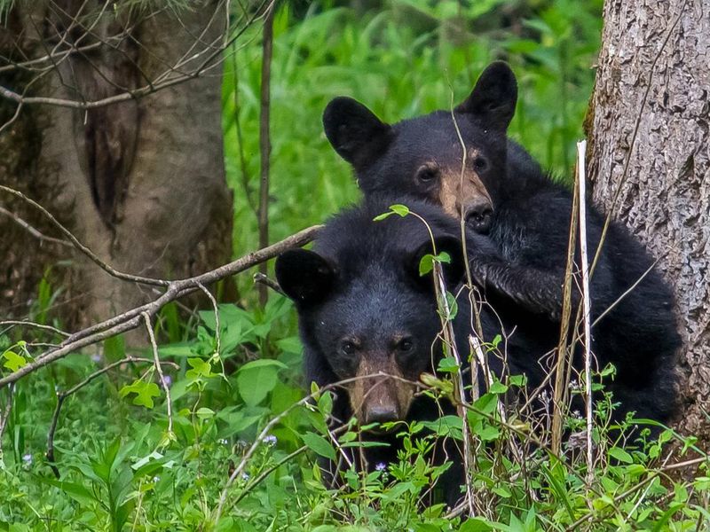 Cades Cove