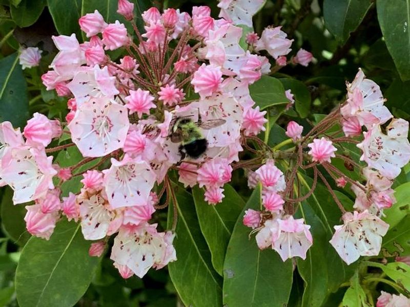 Bees on Mountain Laurel