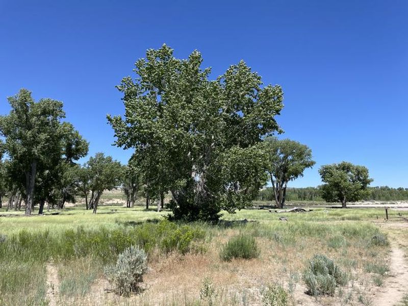 A photo of facility Deerlodge Park Campground with Shade
