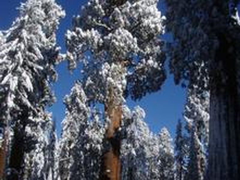 Sequoia trees covered with snow, winter in the Giant Forest