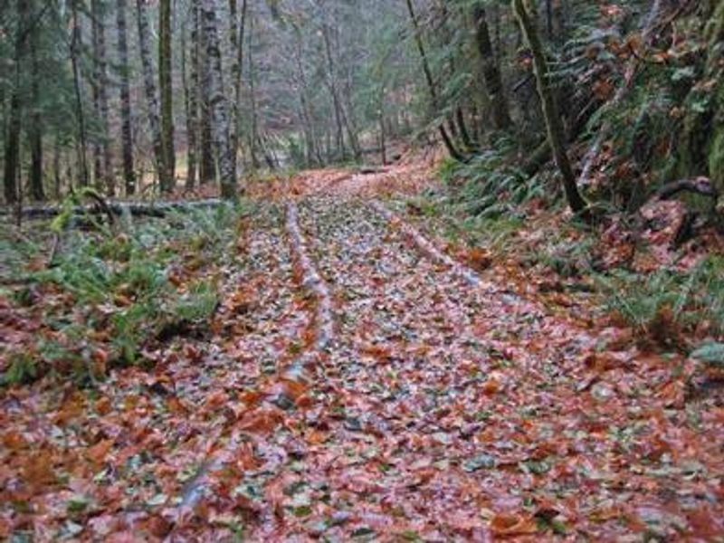 Silver Falls Trail begins and ends in the campground.