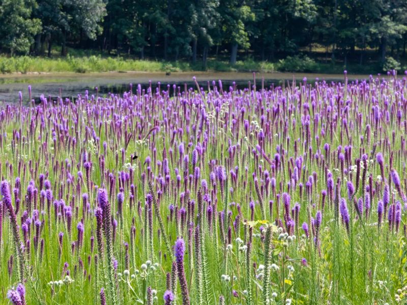 Blazing prairie star on Crab Orchard NWR