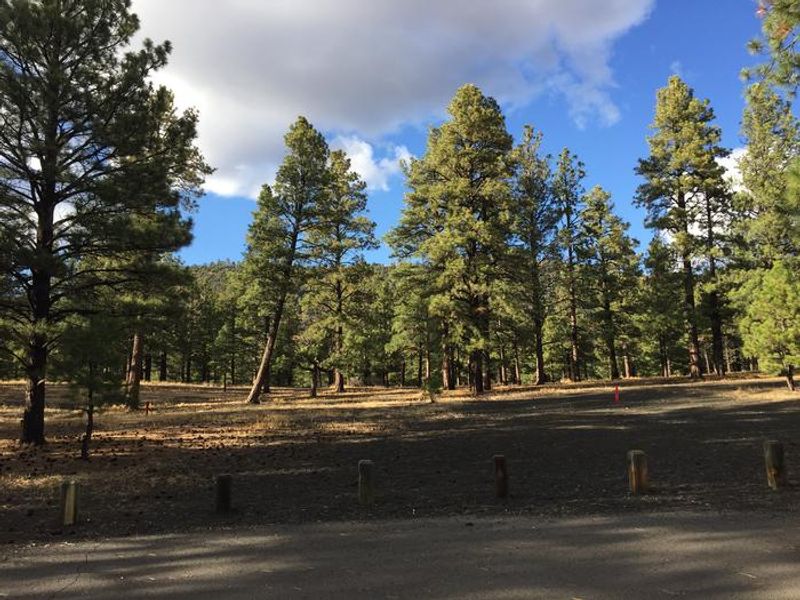 O'Leary Group Campground with Open Space