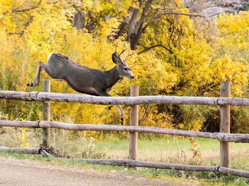 Wildlife near Fruita Campground
