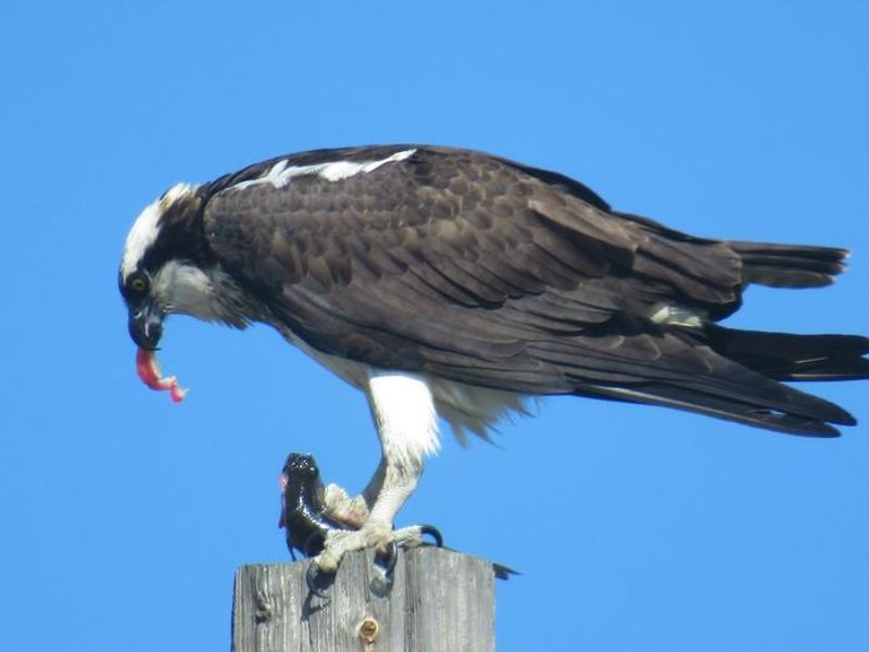 An osprey sits high above Horseshoe pond eating a fish. 