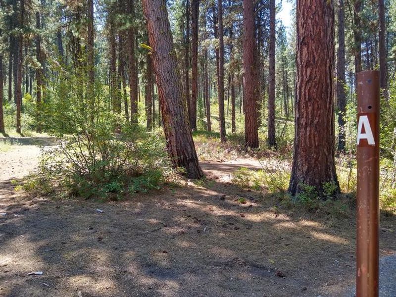 Greyback Group A forested area.