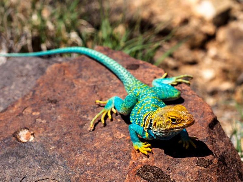 A Collared lizard (Crotaphytus collaris) suns on a rock