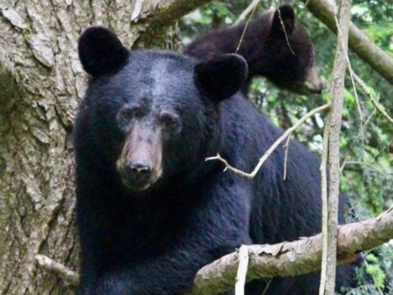 An adult black bear leans against a tree trunk, with a young cub peaking between branches in the background.