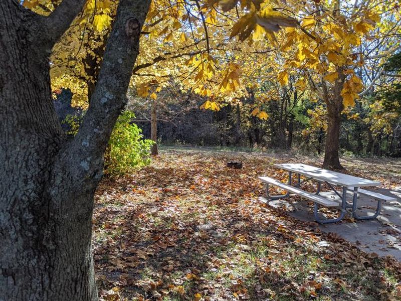 Curtis Creek Fall Season