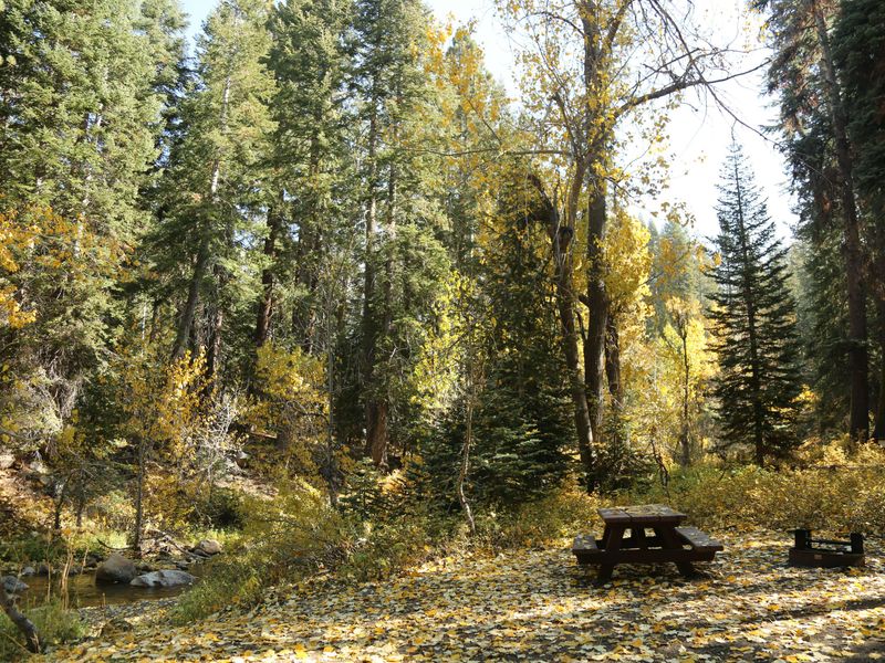 A campsite along the wetter side of the campground