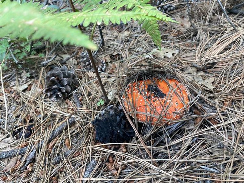 Amanita mushrooms grows at the higher elevations of the Saguaro Wilderness Area 