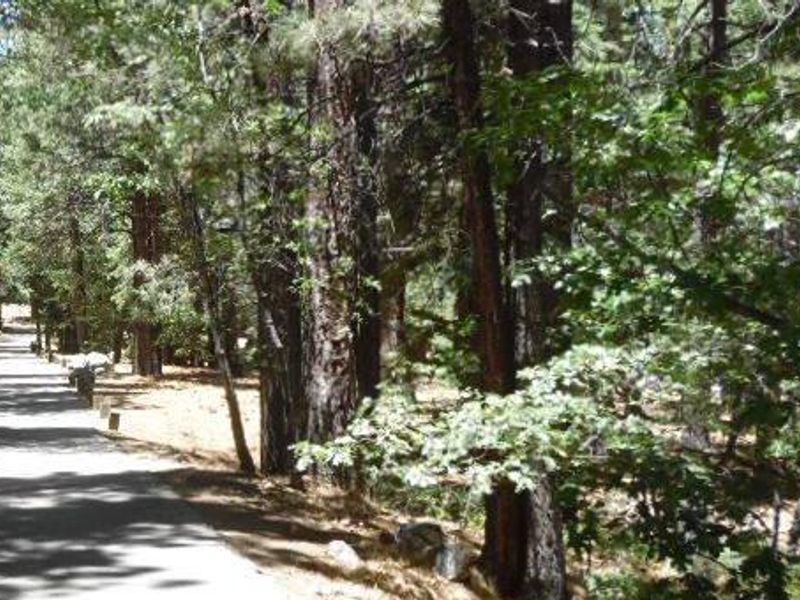 Scenic road in pineknot