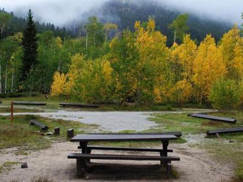 Aspen trees with fall foliage.
