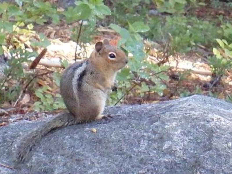 Golden-mantled ground squirrel