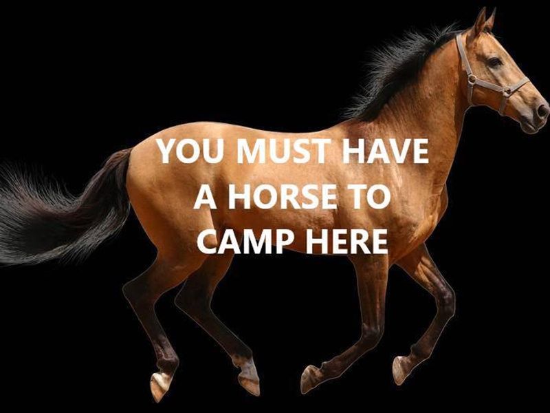 Horse with 'you must have a horse to camp here' superimposed