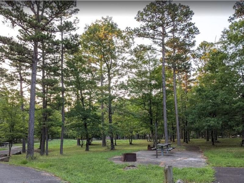 Campsites are well shaded by the tall pine trees through-out the campground.