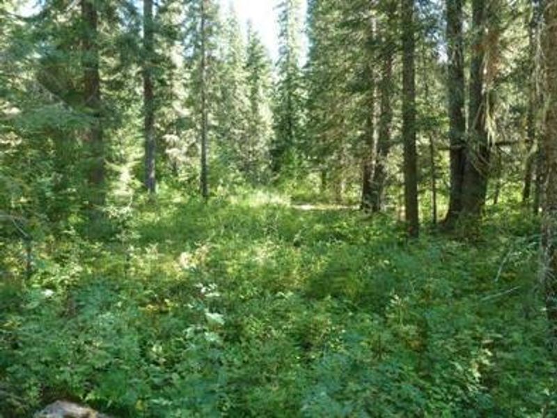 Scenic View of campground at Berlin Flats in Idaho Panhandle National Forest