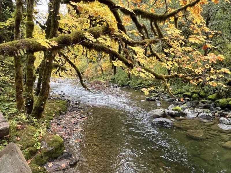 South Santiam River at the Yukwah Campground