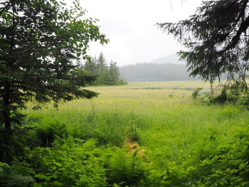 View from the trail between Gut Island 1 and 2 cabins