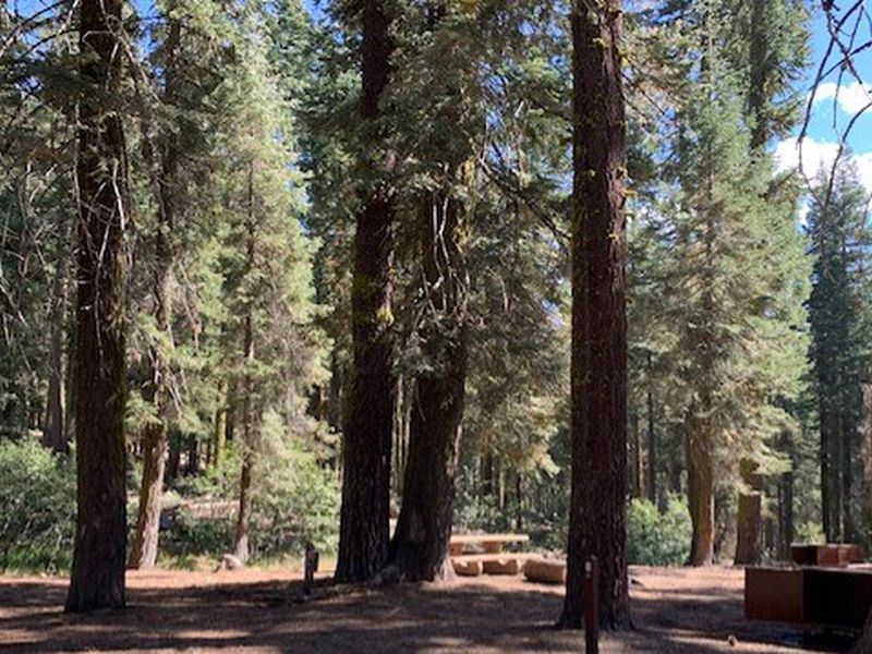 Forested campground in Warner Valley