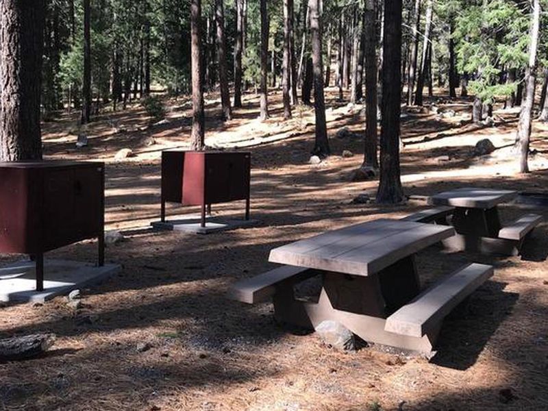Shady picnic area with tables and bear boxes
