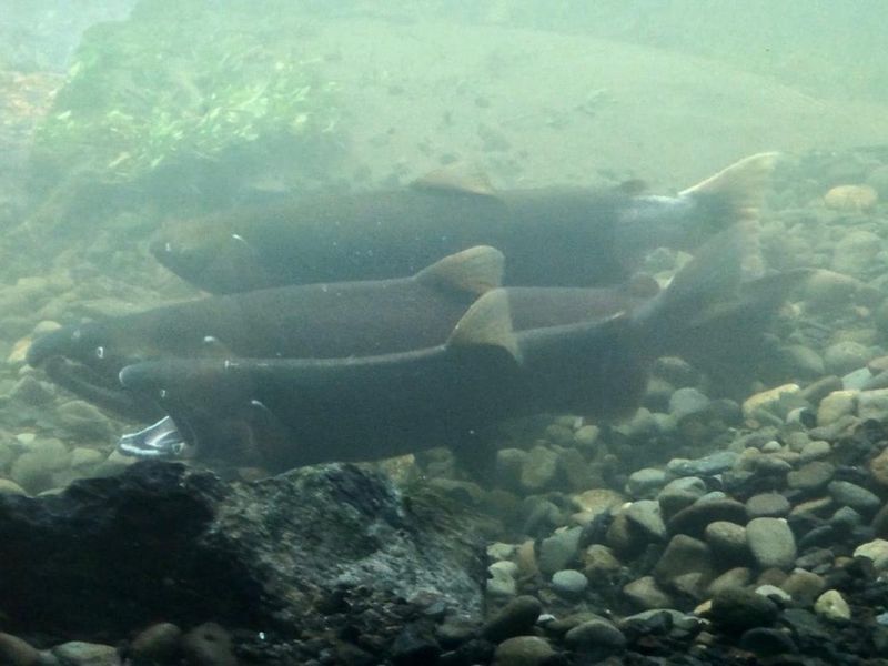Salmon spawning at the Fish Viewing Chamber along the Cascade Stream Watch Trail. 
