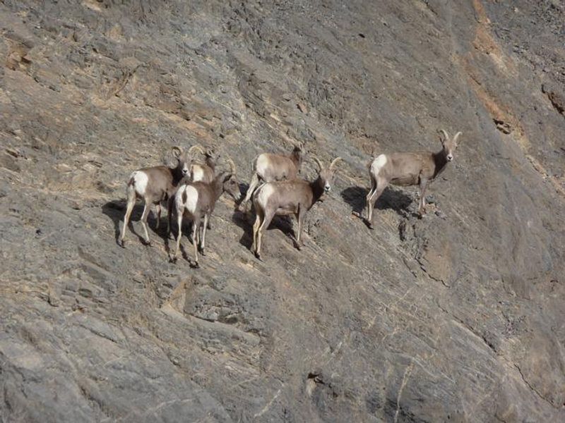 Bighorn Sheep are elusive in Death Valley, but if you keep an eye out, you might see one!