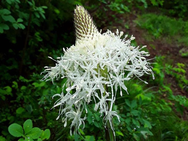 Bear Grass