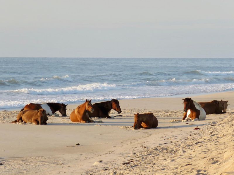 Wild horses often seek respite from the heat and biting insects by resting on the beach.