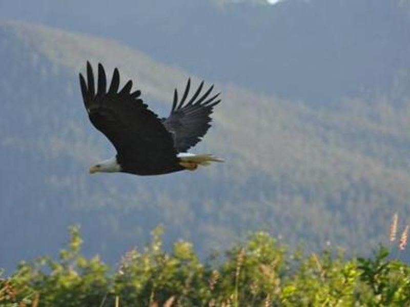 KENNEL CREEK CABIN (AK)