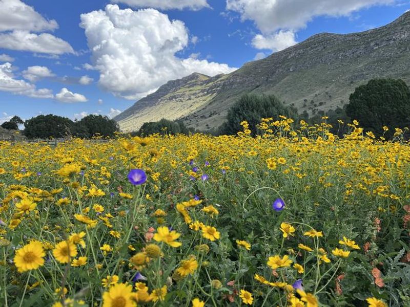 A field of summer wildflowers with Algerita Ridge in the background.