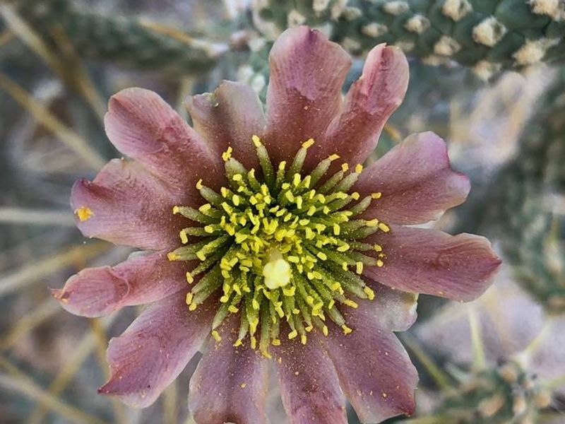 Surrounding Ryan Campground are Cactus and Joshua Trees with beautiful flowers blooming in the spring time!