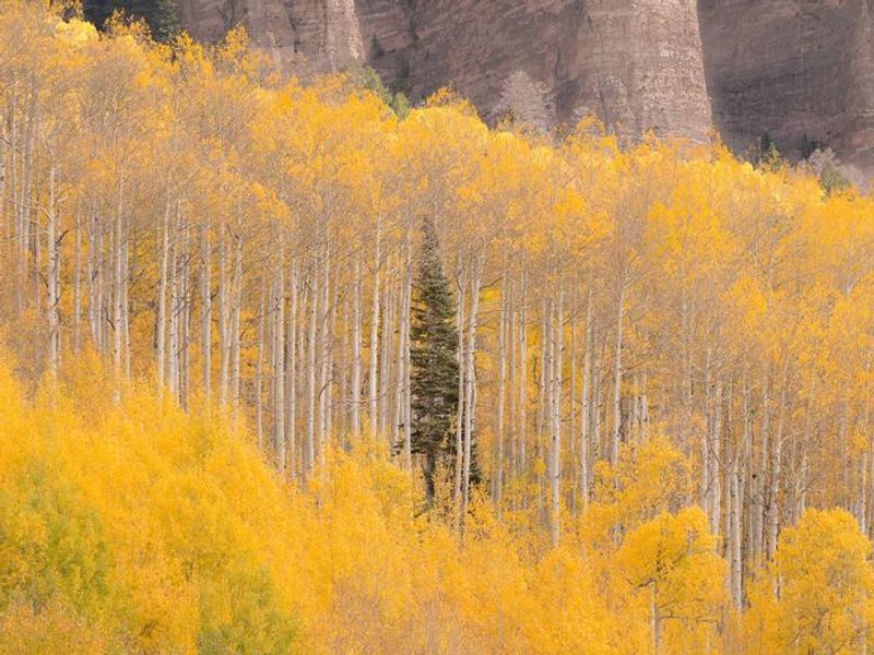 Grand Mesa Uncompahgre and Gunnison National Forest