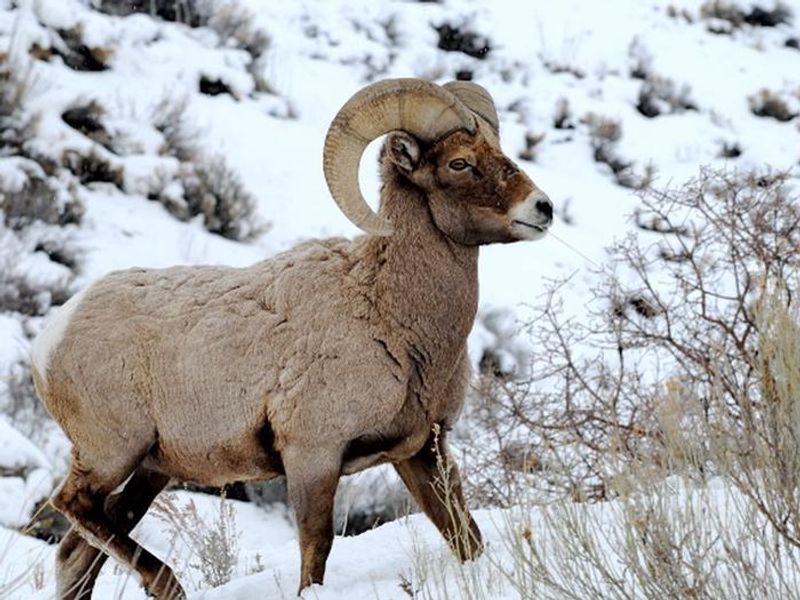 Bighorn Ram