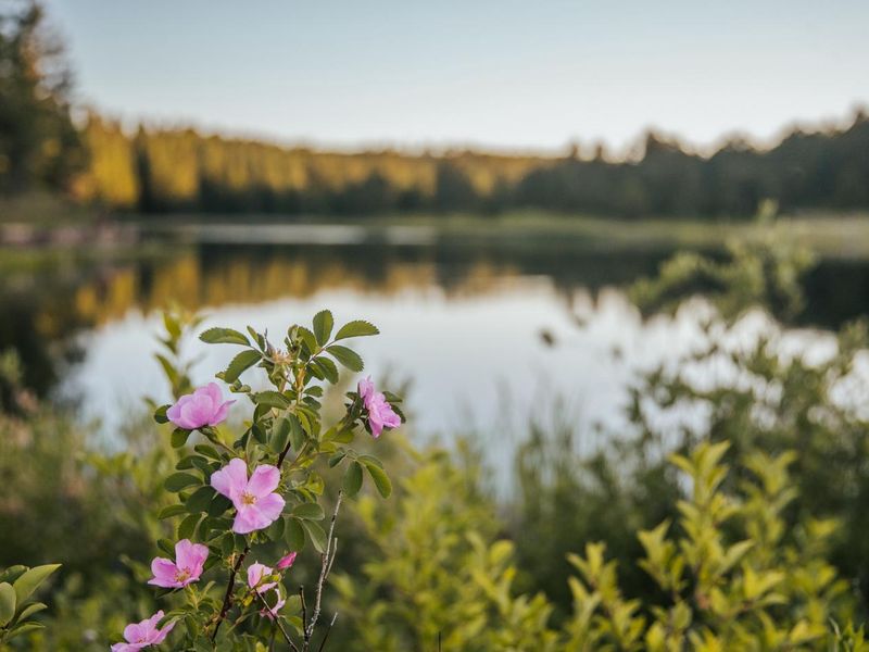 Wild flowers at Roubaix Lake